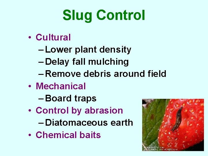 Slug Control • Cultural – Lower plant density – Delay fall mulching – Remove