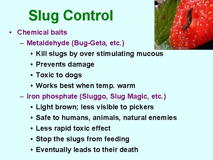 Slug Control • Chemical baits – Metaldehyde (Bug-Geta, etc. ) • Kill slugs by