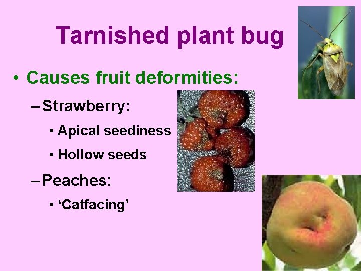 Tarnished plant bug • Causes fruit deformities: – Strawberry: • Apical seediness • Hollow