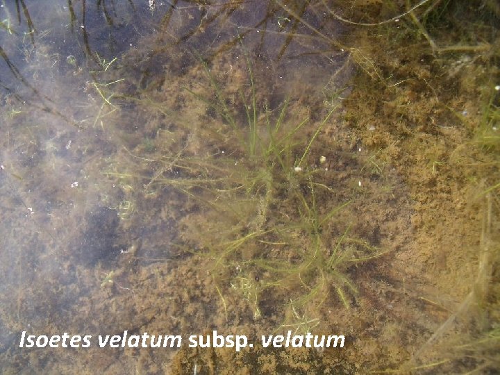 Isoetes velatum subsp. velatum 