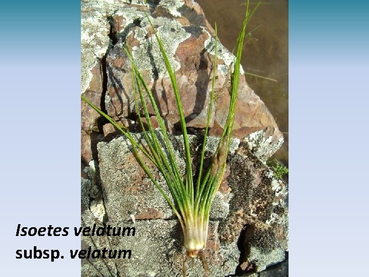 Isoetes velatum subsp. velatum 