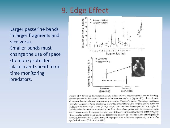 9. Edge Effect Larger passerine bands in larger fragments and vice versa. Smaller bands