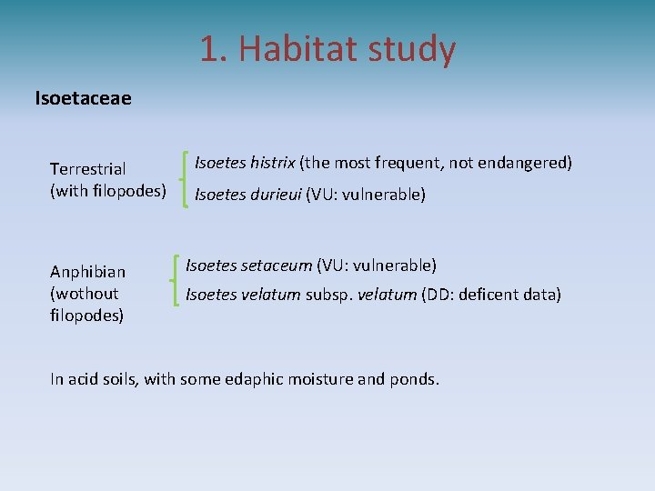 1. Habitat study Isoetaceae Terrestrial (with filopodes) Anphibian (wothout filopodes) Isoetes histrix (the most