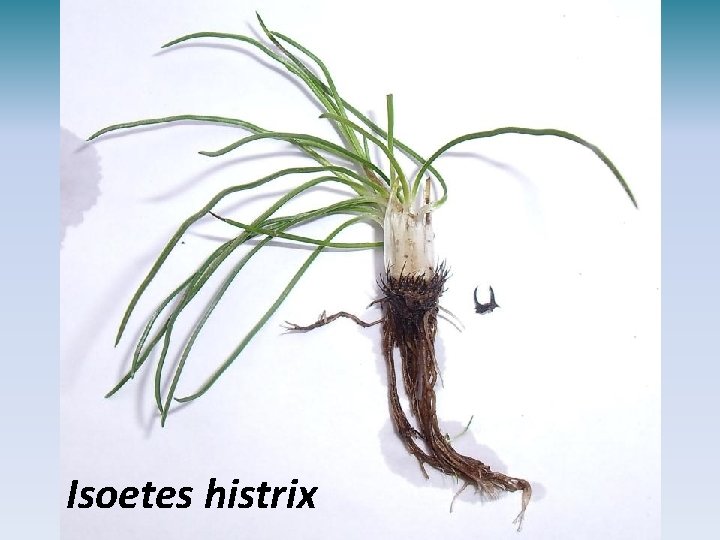 Isoetes histrix 