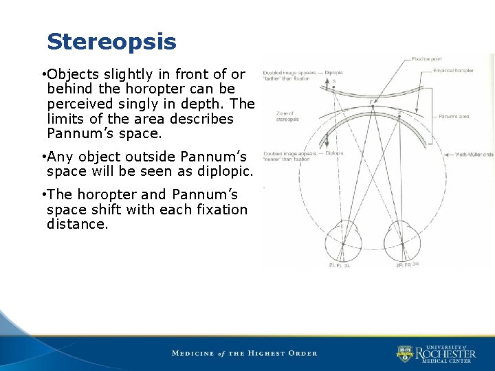 Stereopsis • Objects slightly in front of or behind the horopter can be perceived
