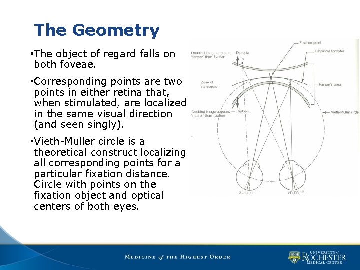 The Geometry • The object of regard falls on both foveae. • Corresponding points