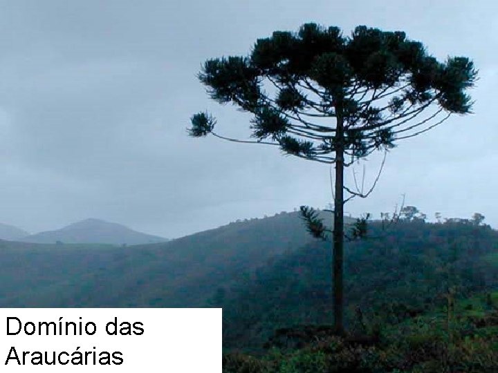 Domínio das Araucárias 