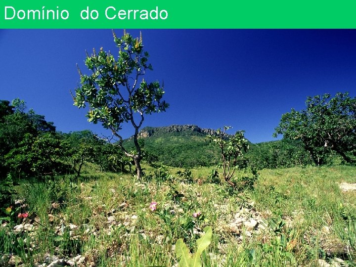 Domínio do Cerrado 