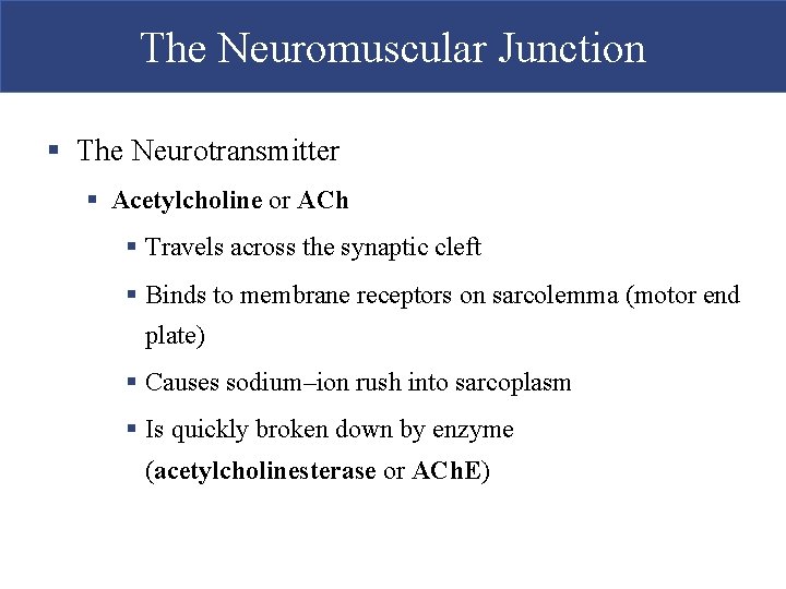 The Neuromuscular Junction § The Neurotransmitter § Acetylcholine or ACh § Travels across the The Neuromuscular Junction § The Neurotransmitter § Acetylcholine or ACh § Travels across the