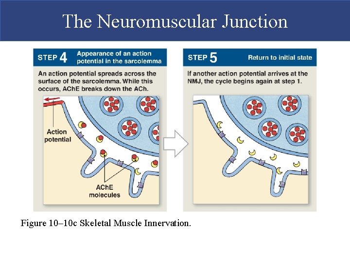 The Neuromuscular Junction Figure 10– 10 c Skeletal Muscle Innervation.  The Neuromuscular Junction Figure 10– 10 c Skeletal Muscle Innervation.