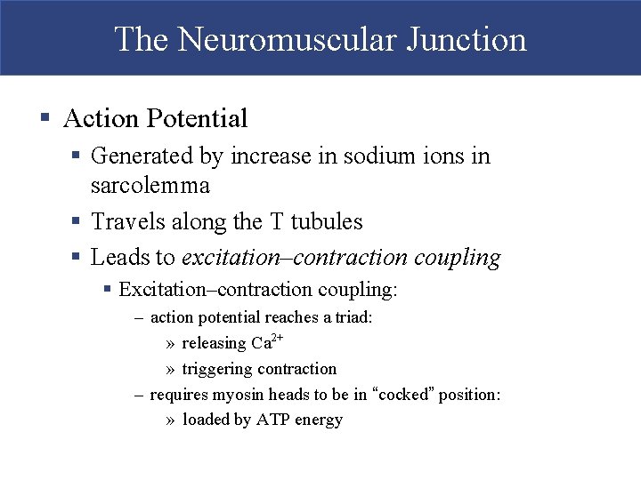 The Neuromuscular Junction § Action Potential § Generated by increase in sodium ions in The Neuromuscular Junction § Action Potential § Generated by increase in sodium ions in