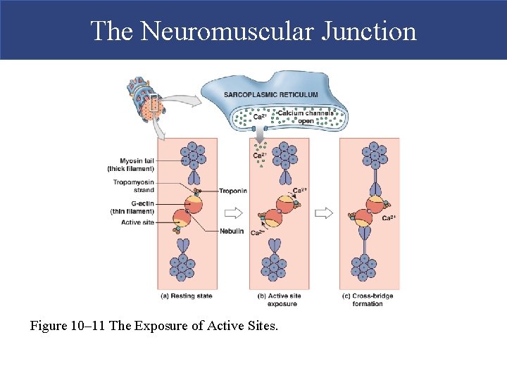 The Neuromuscular Junction Figure 10– 11 The Exposure of Active Sites.  The Neuromuscular Junction Figure 10– 11 The Exposure of Active Sites.