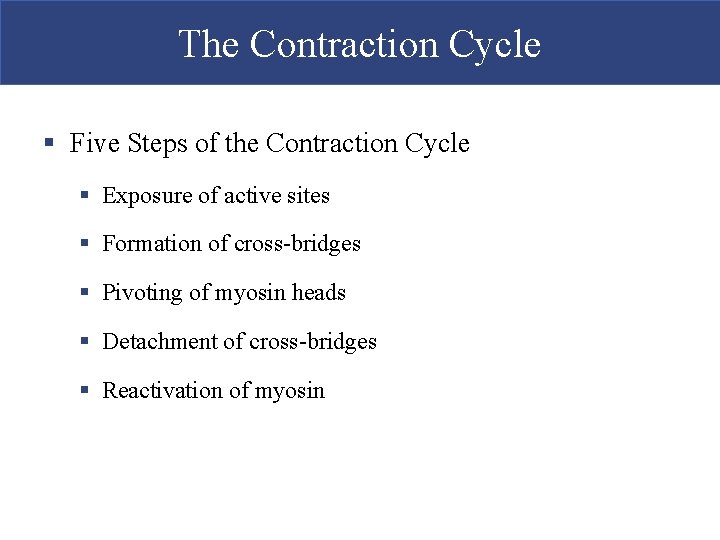 The Contraction Cycle § Five Steps of the Contraction Cycle § Exposure of active The Contraction Cycle § Five Steps of the Contraction Cycle § Exposure of active