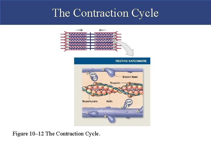 The Contraction Cycle Figure 10– 12 The Contraction Cycle.  The Contraction Cycle Figure 10– 12 The Contraction Cycle.