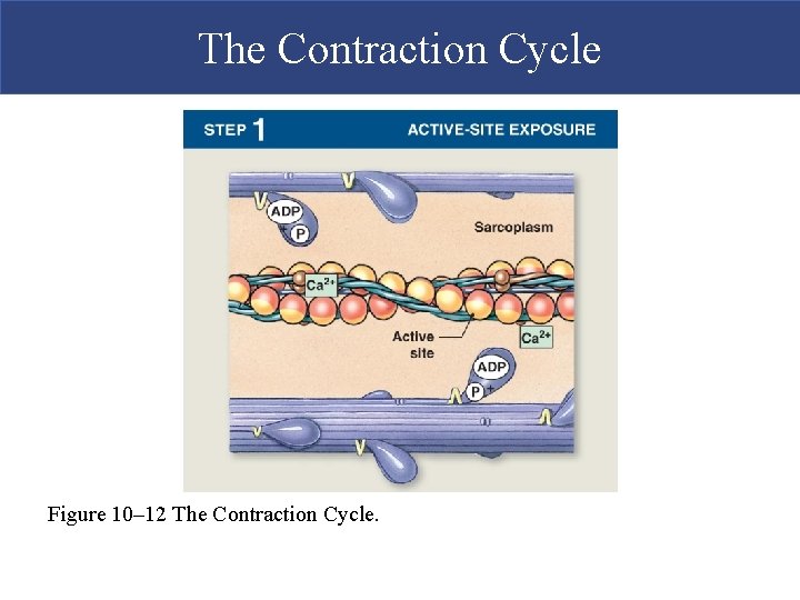 The Contraction Cycle [INSERT FIG. 10. 12, step 1] Figure 10– 12 The Contraction