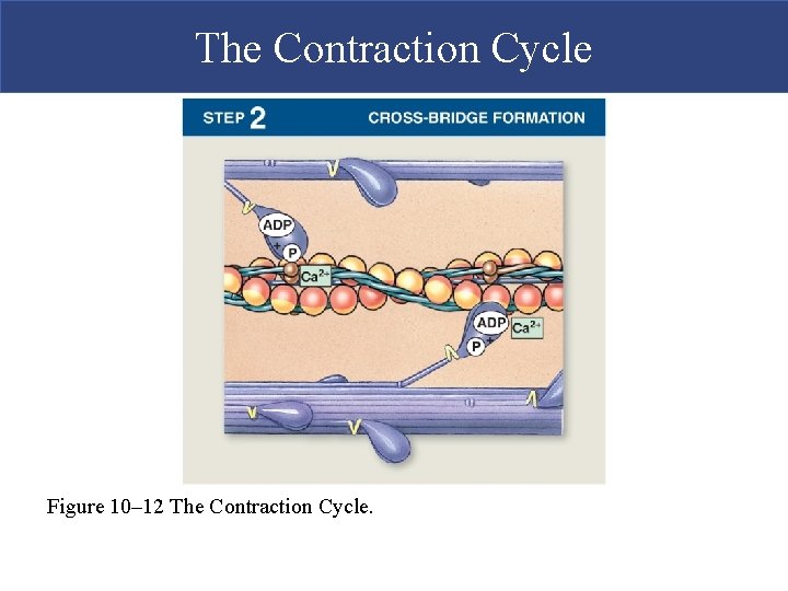 The Contraction Cycle Figure 10– 12 The Contraction Cycle.  The Contraction Cycle Figure 10– 12 The Contraction Cycle.