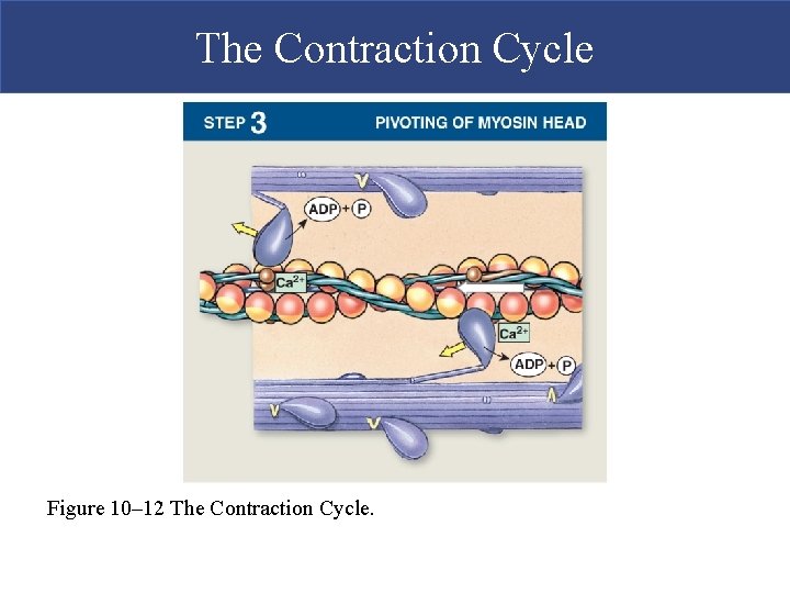 The Contraction Cycle Figure 10– 12 The Contraction Cycle.  The Contraction Cycle Figure 10– 12 The Contraction Cycle.