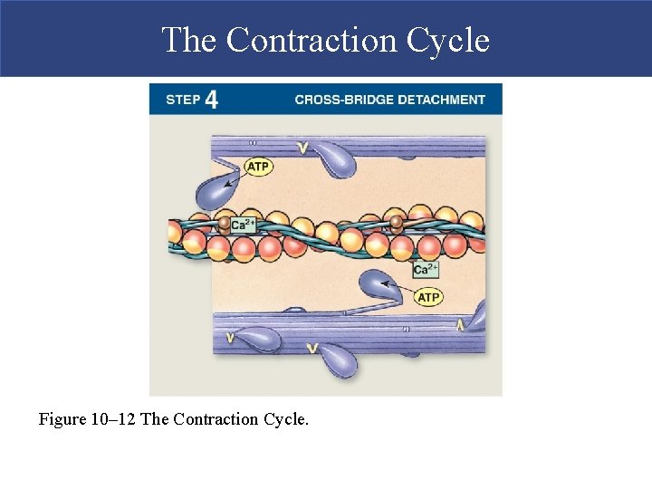The Contraction Cycle Figure 10– 12 The Contraction Cycle.  The Contraction Cycle Figure 10– 12 The Contraction Cycle.
