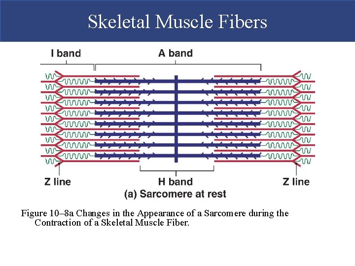 Skeletal Muscle Fibers Figure 10– 8 a Changes in the Appearance of a Sarcomere Skeletal Muscle Fibers Figure 10– 8 a Changes in the Appearance of a Sarcomere