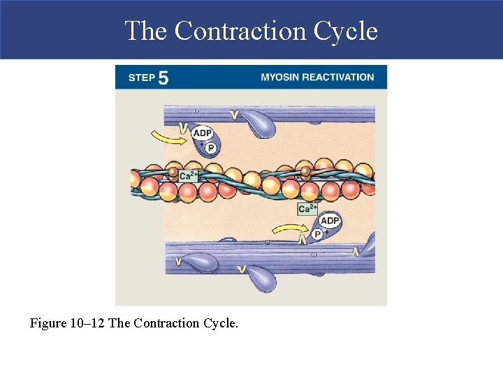 The Contraction Cycle Figure 10– 12 The Contraction Cycle.  The Contraction Cycle Figure 10– 12 The Contraction Cycle.