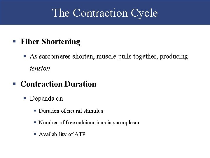 The Contraction Cycle § Fiber Shortening § As sarcomeres shorten, muscle pulls together, producing The Contraction Cycle § Fiber Shortening § As sarcomeres shorten, muscle pulls together, producing