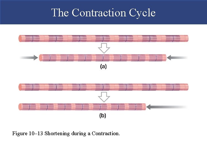 The Contraction Cycle Figure 10– 13 Shortening during a Contraction.  The Contraction Cycle Figure 10– 13 Shortening during a Contraction.