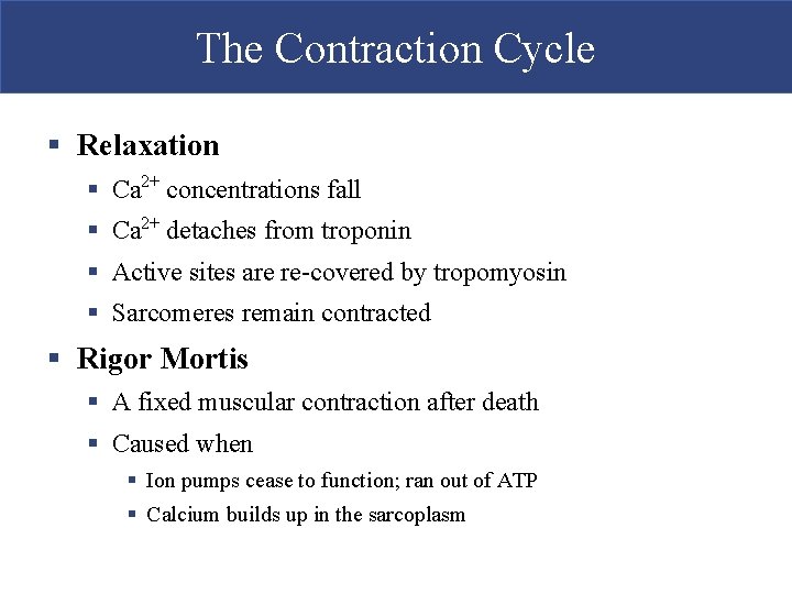 The Contraction Cycle § Relaxation § Ca 2+ concentrations fall § Ca 2+ detaches The Contraction Cycle § Relaxation § Ca 2+ concentrations fall § Ca 2+ detaches