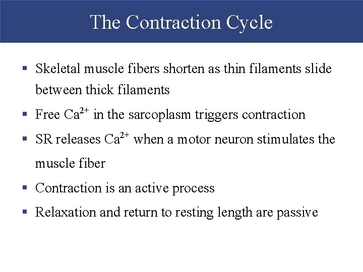 The Contraction Cycle § Skeletal muscle fibers shorten as thin filaments slide between thick The Contraction Cycle § Skeletal muscle fibers shorten as thin filaments slide between thick