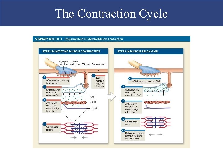 The Contraction Cycle  The Contraction Cycle