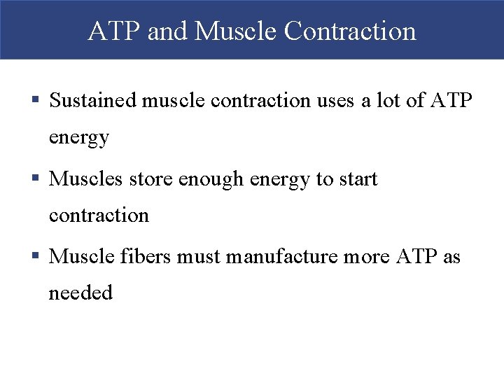 ATP and Muscle Contraction § Sustained muscle contraction uses a lot of ATP energy ATP and Muscle Contraction § Sustained muscle contraction uses a lot of ATP energy
