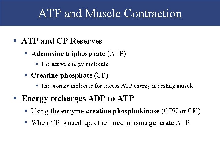 ATP and Muscle Contraction § ATP and CP Reserves § Adenosine triphosphate (ATP) § ATP and Muscle Contraction § ATP and CP Reserves § Adenosine triphosphate (ATP) §