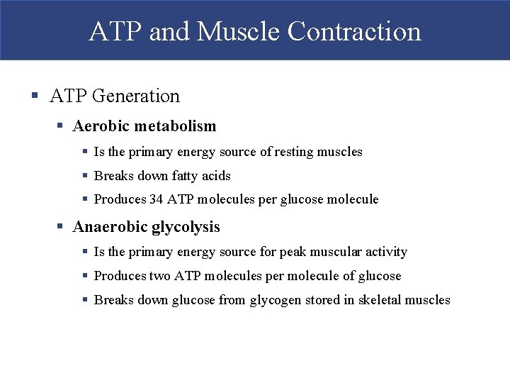 ATP and Muscle Contraction § ATP Generation § Aerobic metabolism § Is the primary ATP and Muscle Contraction § ATP Generation § Aerobic metabolism § Is the primary