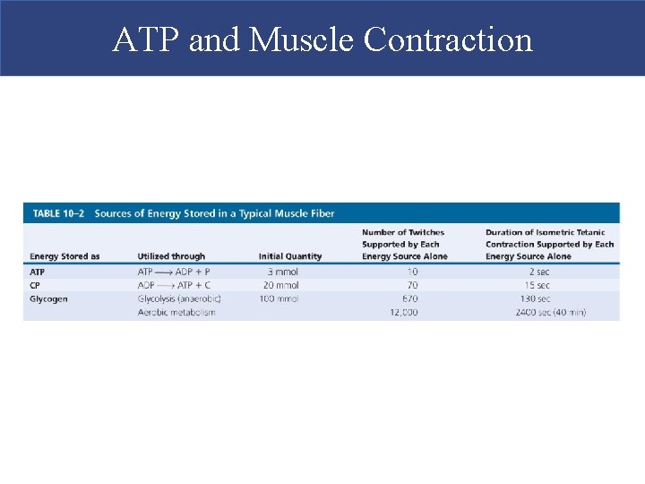 ATP and Muscle Contraction  ATP and Muscle Contraction