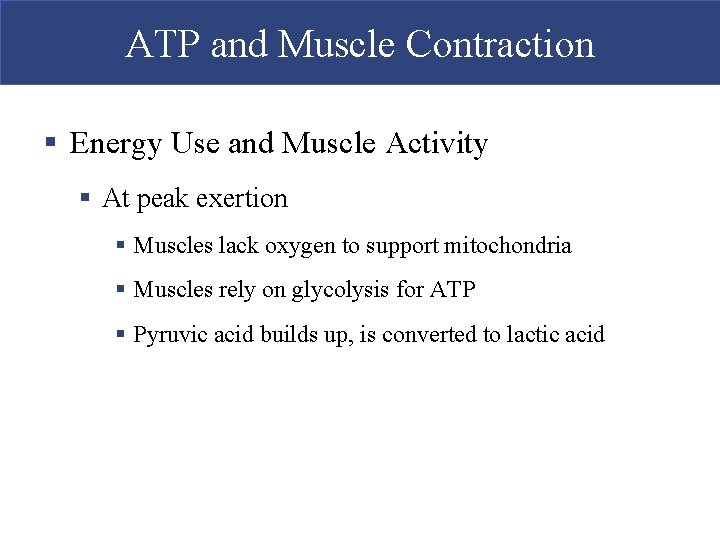 ATP and Muscle Contraction § Energy Use and Muscle Activity § At peak exertion ATP and Muscle Contraction § Energy Use and Muscle Activity § At peak exertion