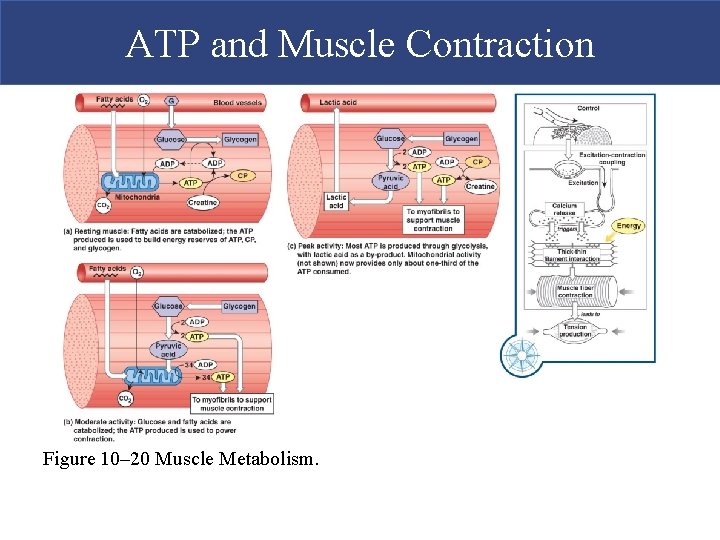 ATP and Muscle Contraction Figure 10– 20 Muscle Metabolism.  ATP and Muscle Contraction Figure 10– 20 Muscle Metabolism.