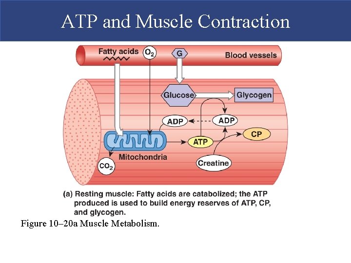 ATP and Muscle Contraction Figure 10– 20 a Muscle Metabolism.  ATP and Muscle Contraction Figure 10– 20 a Muscle Metabolism.