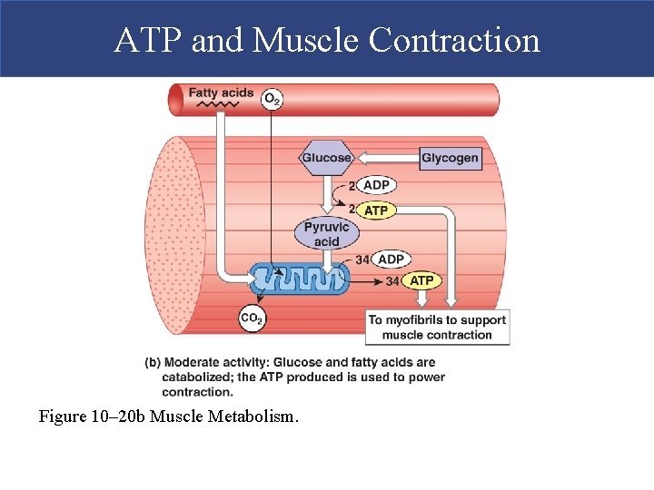 ATP and Muscle Contraction Figure 10– 20 b Muscle Metabolism.  ATP and Muscle Contraction Figure 10– 20 b Muscle Metabolism.