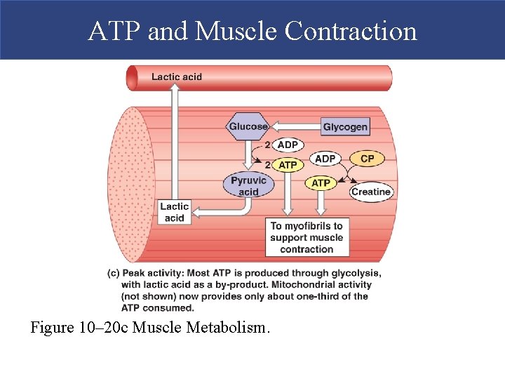 ATP and Muscle Contraction Figure 10– 20 c Muscle Metabolism.  ATP and Muscle Contraction Figure 10– 20 c Muscle Metabolism.