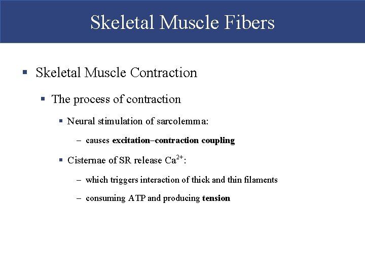 Skeletal Muscle Fibers § Skeletal Muscle Contraction § The process of contraction § Neural Skeletal Muscle Fibers § Skeletal Muscle Contraction § The process of contraction § Neural