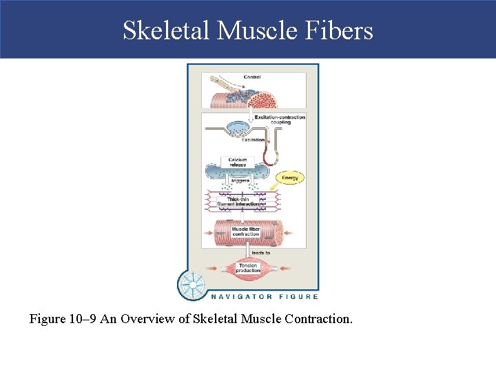 Skeletal Muscle Fibers Figure 10– 9 An Overview of Skeletal Muscle Contraction.  Skeletal Muscle Fibers Figure 10– 9 An Overview of Skeletal Muscle Contraction.