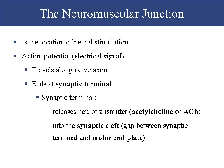 The Neuromuscular Junction § Is the location of neural stimulation § Action potential (electrical The Neuromuscular Junction § Is the location of neural stimulation § Action potential (electrical