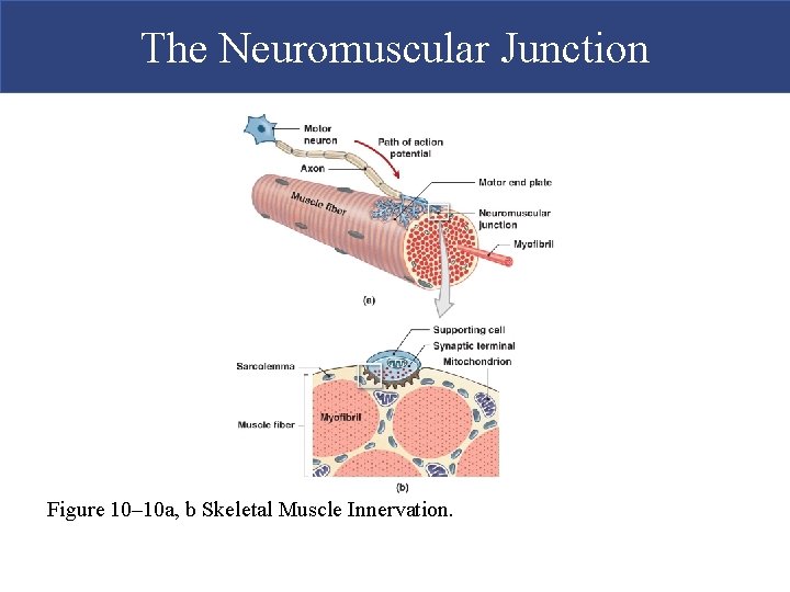 The Neuromuscular Junction Figure 10– 10 a, b Skeletal Muscle Innervation.  The Neuromuscular Junction Figure 10– 10 a, b Skeletal Muscle Innervation.