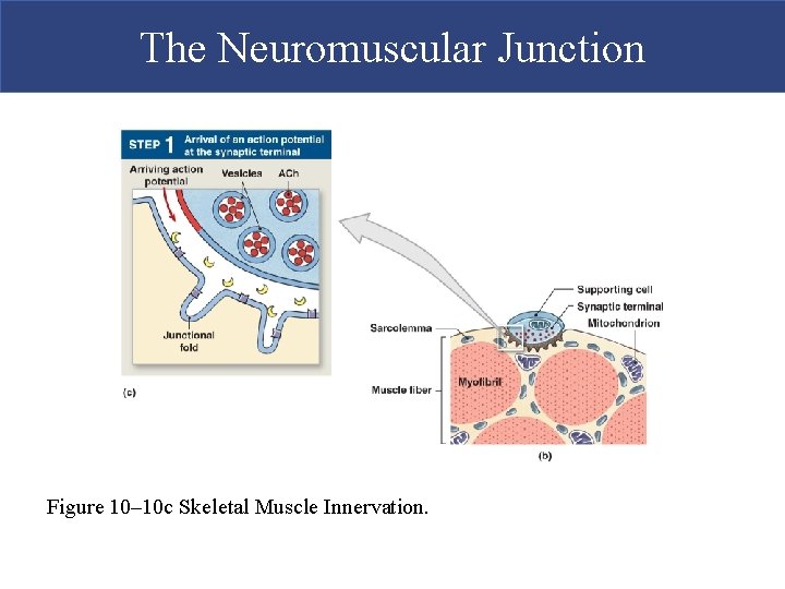 The Neuromuscular Junction Figure 10– 10 c Skeletal Muscle Innervation.  The Neuromuscular Junction Figure 10– 10 c Skeletal Muscle Innervation.