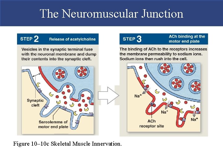 The Neuromuscular Junction Figure 10– 10 c Skeletal Muscle Innervation.  The Neuromuscular Junction Figure 10– 10 c Skeletal Muscle Innervation.