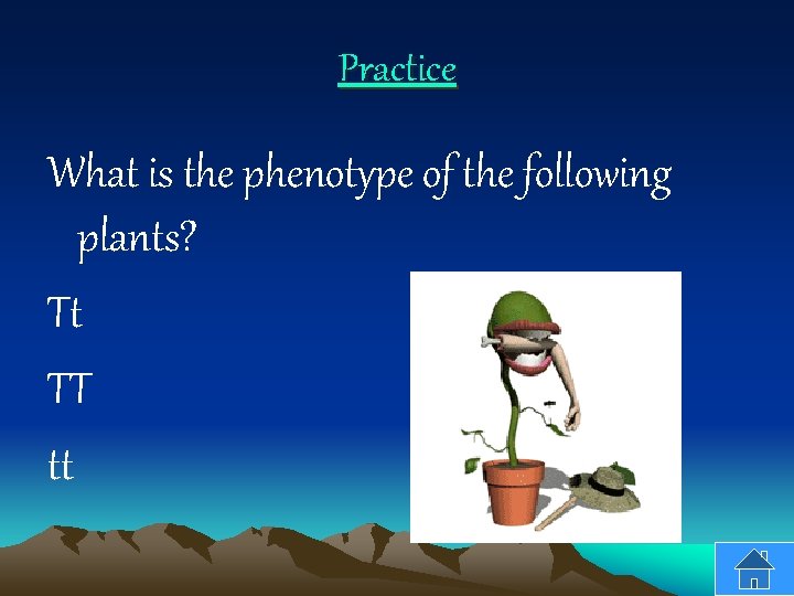 Practice What is the phenotype of the following plants? Tt TT tt 