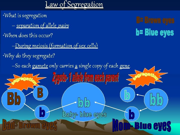 Law of Segregation • What is segregation – separation of allele pairs • When