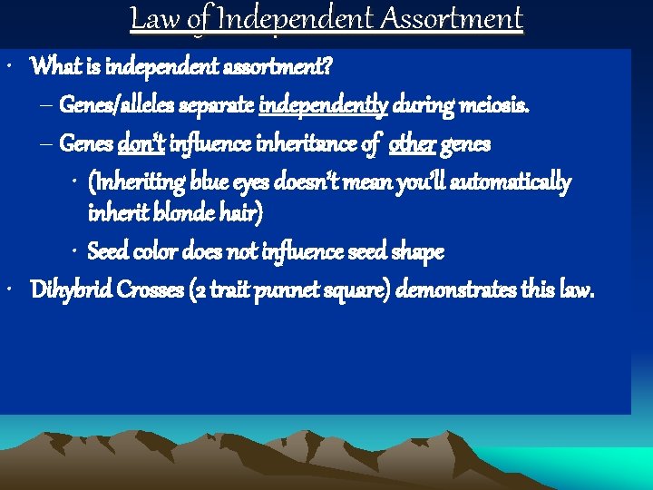 Law of Independent Assortment • What is independent assortment? – Genes/alleles separate independently during