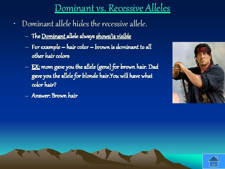 Dominant vs. Recessive Alleles • Dominant allele hides the recessive allele. – The Dominant