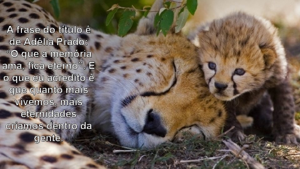 A frase do título é de Adélia Prado: “O que a memória ama, fica