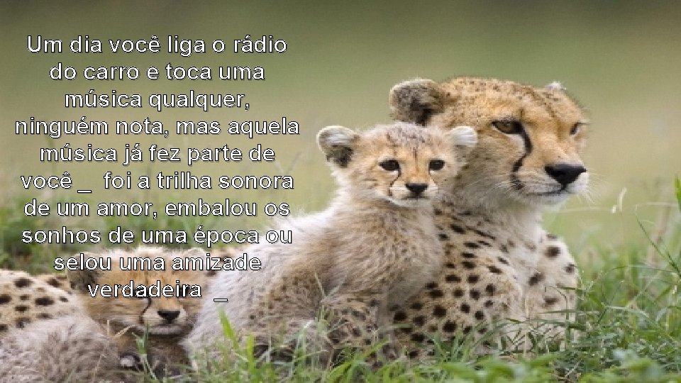Um dia você liga o rádio do carro e toca uma música qualquer, ninguém